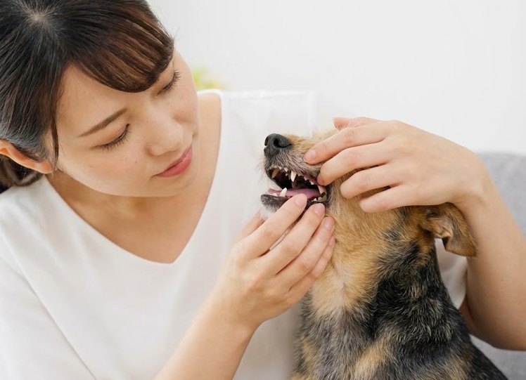 飲み込んだおもちゃを無理に吐かせるのが危険な理由