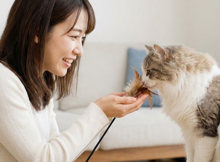 猫がおもちゃを持ってくる賢い遊びの教え方とコツ
