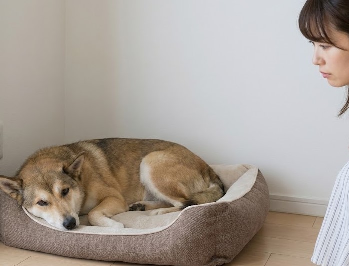 犬がおもちゃを飲み込んだ症状はいつ出るのか