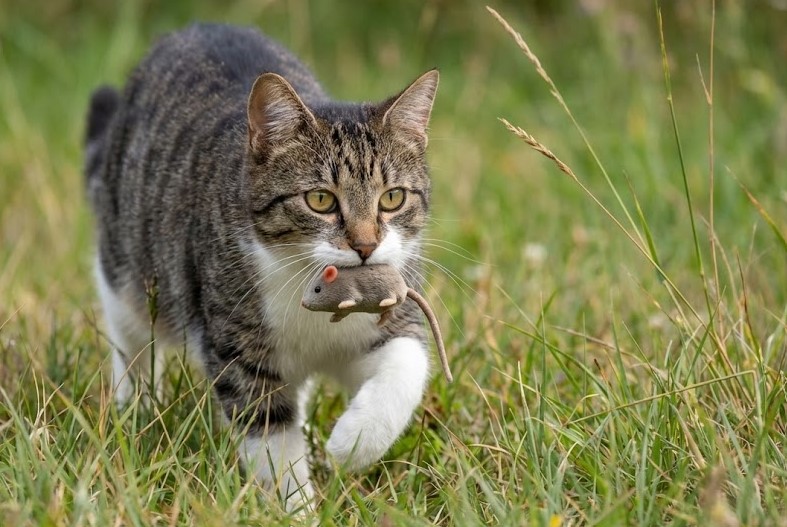獲物を運搬する狩猟本能と野生の習性